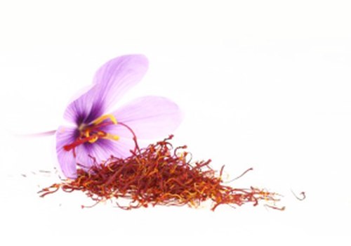 crocus sativus / safran / pistile de safran