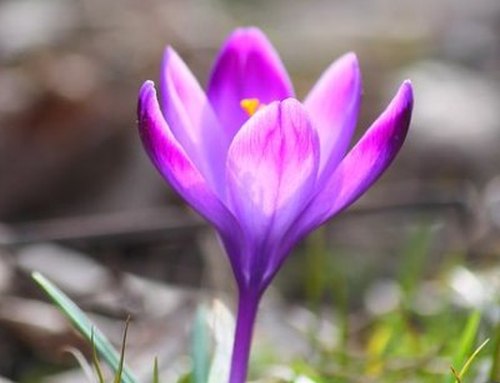 crocus sativus / safran / pistile de safran