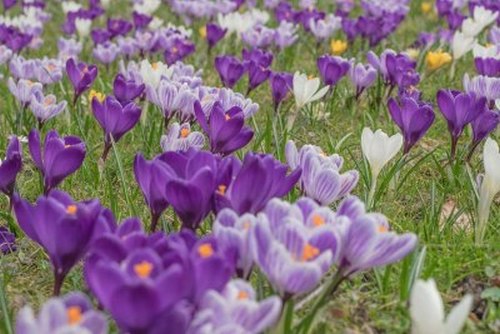 crocus sativus / safran / pistile de safran