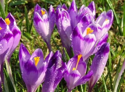 crocus sativus / safran / pistile de safran