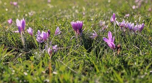 crocus sativus / safran / pistile de safran