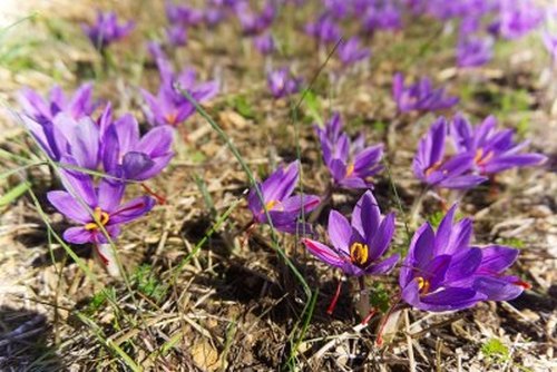 crocus sativus / safran / pistile de safran