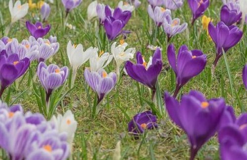 crocus sativus / safran / pistile de safran