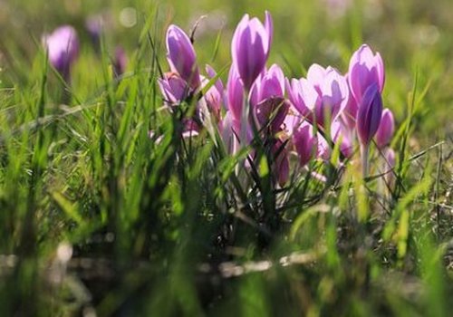 crocus sativus / safran / pistile de safran