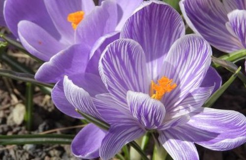 crocus sativus / safran / pistile de safran